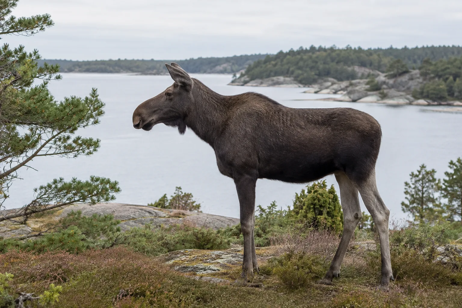 Ein Elch steht auf einem flechtenbewachsenen Granitrücken zwischen Kiefern und Wacholder, dahinter eine Ostseebucht