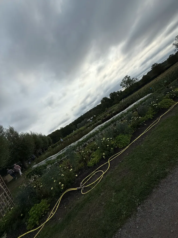 Gemüse- und Blumenbeete unter bewölktem Himmel, Schlauch auf dem Weg