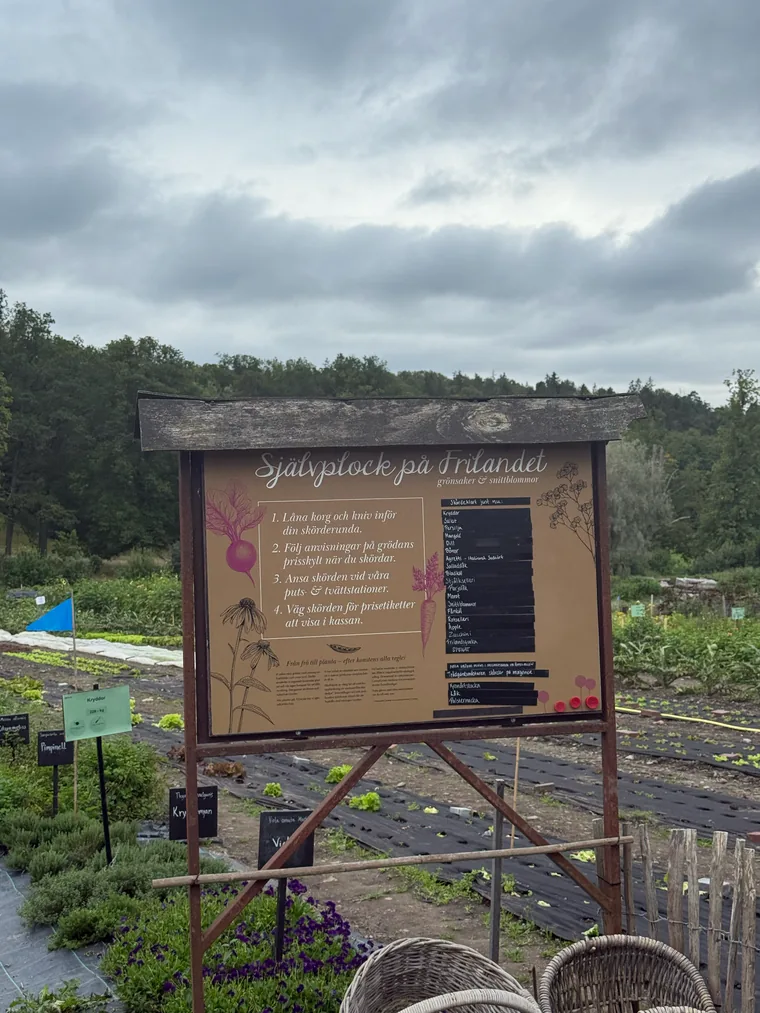 Schild mit der Aufschrift Självplock på Fritlandet vor Gemüsebeeten