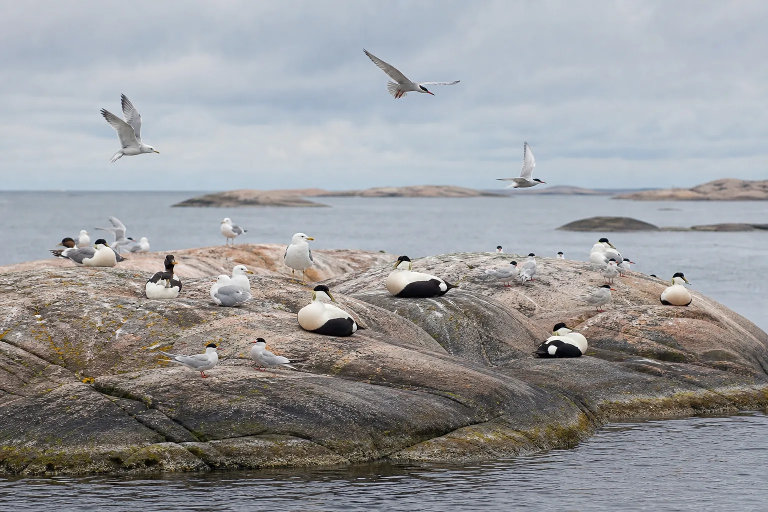 Eiderenten, Möwen und Seeschwalben auf einer kahlen Granitschäre, einzelne Vögel im Flug darüber
