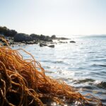 Die Rückkehr des Blasentangs in den Schären