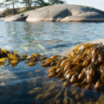 Blasentang (Fucus vesiculosus) mit Luftblasen an grauem Granit im klaren Flachwasser der Schaeren